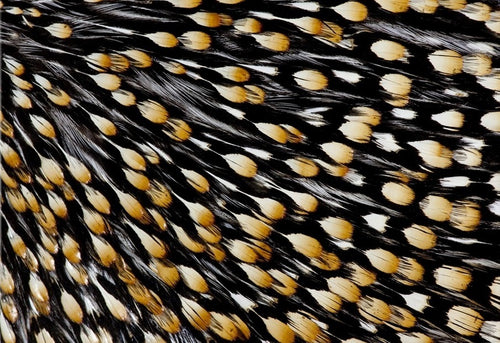 Cuello Gallo de la Jungla