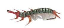 Larva Tricópetro Realista NE53