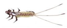 Nadadora Efem. Ameletus Montanus NE56