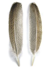 Plumas Moteadas de ala de Pavo #1