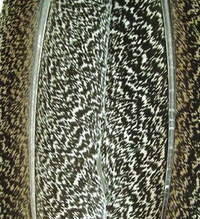 Plumas Moteadas de ala de Pavo #1