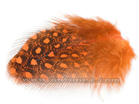Gallina Guinea