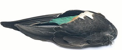 Alas de Pato Teal