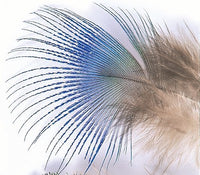 Cuello de Pavo Real Extra