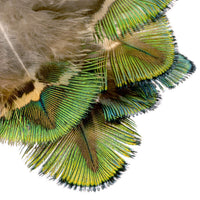 Pavo Real Doradas Cuerpo