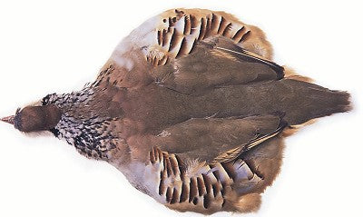 Piel completa Perdiz Francesa /  Alectoris rufa