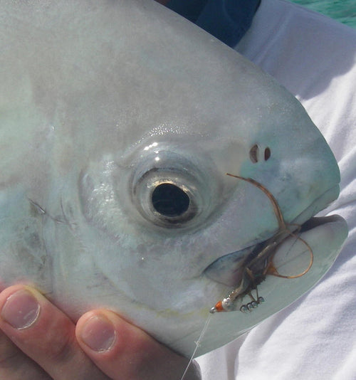 Avalon Permit Fly