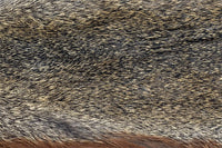 Piel de Ardilla del Pino