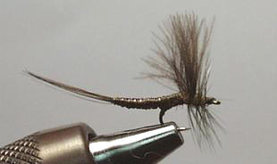 Extendida Pato Marrón S143