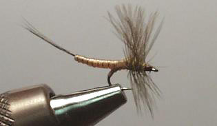 Extendida Pato Carne S145