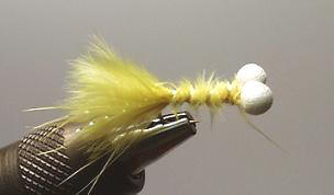 Booby Amarillo