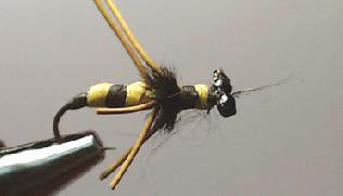 Avispa TE36