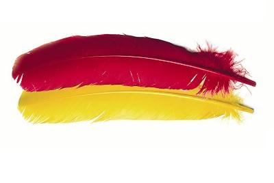 Plumas de Pavo (Turkey)