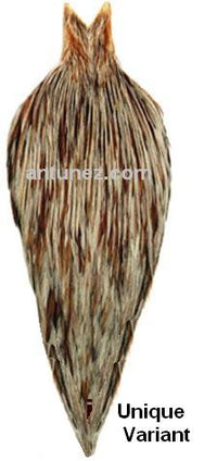 Cuellos Whiting Hebert Bronce