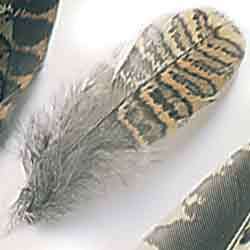 Becada / Scolopax rusticola Body