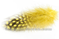 Gallina Guinea